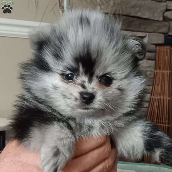 Baby Boy, Pomeranian Puppy